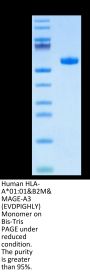 Human HLA-A*01:01&B2M&MAGE-A3 (EVDPIGHLY) Monomer Protein (MHC-HM427)