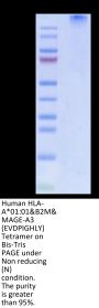 Human HLA-A*01:01&B2M&MAGE-A3 (EVDPIGHLY) Tetramer Protein (MHC-HM427T)