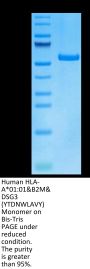 Human HLA-A*01:01&B2M&DSG3 (YTDNWLAVY) Monomer Protein (MHC-HM428)