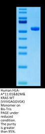 Human HLA-A*11:01&B2M&KRAS WT (VVVGAGGVGK) Monomer Protein (MHC-HM429)