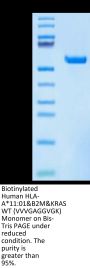 Biotinylated Human HLA-A*11:01&B2M&KRAS WT (VVVGAGGVGK) Monomer Protein (MHC-HM429B)