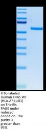 FITC-Labeled Human HLA-A*11:01&B2M&KRAS WT (VVVGAGGVGK) Monomer Protein (MHC-HM429F)