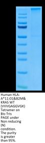 Human HLA-A*11:01&B2M&KRAS WT (VVVGAGGVGK) Tetramer Protein (MHC-HM429T)
