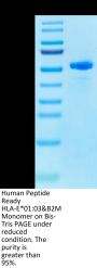 Human Peptide Ready HLA-E*01:03&B2M Monomer Protein (MHC-HM42R)