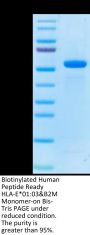 Biotinylated Human Peptide Ready HLA-E*01:03&B2M Monomer Protein (MHC-HM42RB)
