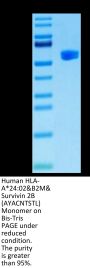 Human HLA-A*24:02&B2M&Survivin 2B (AYACNTSTL) Monomer Protein (MHC-HM430)