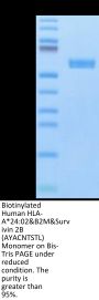 Biotinylated Human HLA-A*24:02&B2M&Survivin 2B (AYACNTSTL) Monomer Protein (MHC-HM430B)