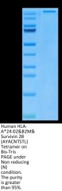 Human HLA-A*24:02&B2M&Survivin 2B (AYACNTSTL) Tetramer Protein (MHC-HM430T)