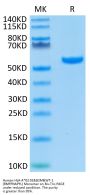 Human HLA-A*02:01&B2M&WT-1 (RMFPNAPYL) Monomer Protein (MHC-HM431)