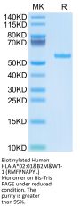 Biotinylated Human HLA-A*02:01&B2M&WT-1 (RMFPNAPYL) Monomer Protein (MHC-HM431B)