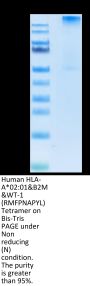 Human HLA-A*02:01&B2M&WT-1 (RMFPNAPYL) Tetramer Protein (MHC-HM431T)