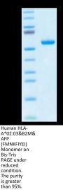 Human HLA-A*02:03&B2M&AFP (FMNKFIYEI) Monomer Protein (MHC-HM432)