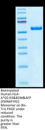 Biotinylated Human HLA-A*02:03&B2M&AFP (FMNKFIYEI) Monomer Protein (MHC-HM432B)