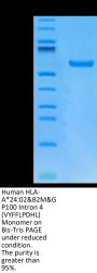 Human HLA-A*24:02&B2M&GP100 Intron 4 (VYFFLPDHL) Monomer Protein (MHC-HM433)