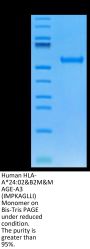 Human HLA-A*24:02&B2M&MAGE-A3 (IMPKAGLLI) Monomer Protein (MHC-HM434)