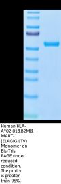 Human HLA-A*02:01&B2M&MART-1 (ELAGIGILTV) Monomer Protein (MHC-HM435)