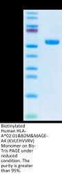 Biotinylated Human HLA-A*02:01&B2M&MAGE-A4 (KVLEHVVRV) Monomer Protein (MHC-HM437B)