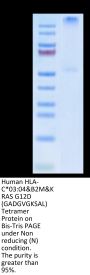 Human HLA-C*03:04&B2M&KRAS G12D (GADGVGKSAL) Tetramer Protein (MHC-HM438T)