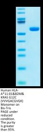 Human HLA-A*11:01&B2M&KRAS G12C (VVVGACGVGK) Monomer Protein (MHC-HM439)