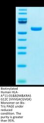 Biotinylated Human HLA-A*11:01&B2M&KRAS G12C (VVVGACGVGK) Monomer Protein (MHC-HM439B)