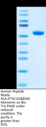 Human Peptide Ready HLA-A*02:01&B2M Monomer Protein (MHC-HM43R)