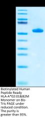 Biotinylated Human Peptide Ready HLA-A*02:01&B2M Monomer Protein (MHC-HM43RB)
