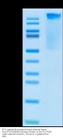 FITC-Labeled Biotinylated Human Peptide Ready HLA-A*02:01&B2M Tetramer Protein (MHC-HM43RLF)