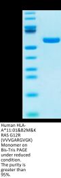 Human HLA-A*11:01&B2M&KRAS G12R (VVVGARGVGK) Monomer Protein (MHC-HM440)