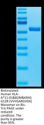 Biotinylated Human HLA-A*11:01&B2M&KRAS G12R (VVVGARGVGK) Monomer Protein (MHC-HM440B)