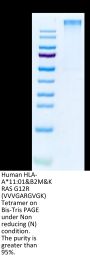 Human HLA-A*11:01&B2M&KRAS G12R (VVVGARGVGK) Tetramer Protein (MHC-HM440T)