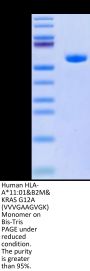 Human HLA-A*11:01&B2M&KRAS G12A (VVVGAAGVGK) Monomer Protein (MHC-HM441)