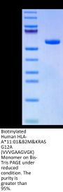 Biotinylated Human HLA-A*11:01&B2M&KRAS G12A (VVVGAAGVGK) Monomer Protein (MHC-HM441B)