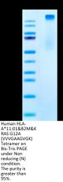 Human HLA-A*11:01&B2M&KRAS G12A (VVVGAAGVGK) Tetramer Protein (MHC-HM441T)