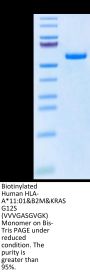 Biotinylated Human HLA-A*11:01&B2M&KRAS G12S (VVVGASGVGK) Monomer Protein (MHC-HM442B)
