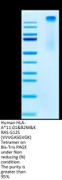 Human HLA-A*11:01&B2M&KRAS G12S (VVVGASGVGK) Tetramer Protein (MHC-HM442T)