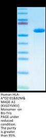 Human HLA-A*02:01&B2M&MAGE-A1 (KVLEYVIKV) Monomer Protein (MHC-HM445)