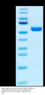 Biotinylated Human HLA-A*02:01&B2M&MAGE-A1 (KVLEYVIKV) Monomer Protein (MHC-HM445B)