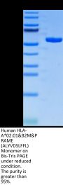 Human HLA-A*02:01&B2M&PRAME (ALYVDSLFFL) Monomer Protein (MHC-HM447)