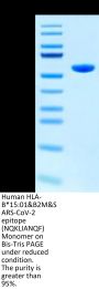 Human HLA-B*15:01&B2M&SARS-CoV-2 epitope (NQKLIANQF) Monomer Protein (MHC-HM448)