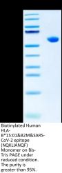 Biotinylated Human HLA-B*15:01&B2M&SARS-CoV-2 epitope (NQKLIANQF) Monomer Protein (MHC-HM448B)