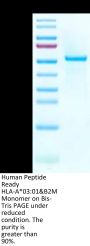 Human Peptide Ready HLA-A*03:01&B2M Monomer Protein (MHC-HM44R)