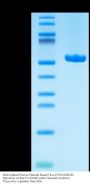 Biotinylated Human Peptide Ready HLA-A*03:01&B2M Monomer Protein (MHC-HM44RB)