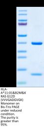 Human HLA-A*11:01&B2M&KRAS G12D (VVVGADGVGK) Monomer Protein (MHC-HM454)