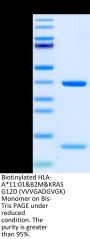 Biotinylated Human HLA-A*11:01&B2M&KRAS G12D (VVVGADGVGK) Monomer Protein (MHC-HM454B)