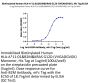Biotinylated Human HLA-A*11:01&B2M&KRAS G12D (VVGADGVGK) Monomer Protein (MHC-HM455B)