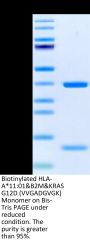 Biotinylated Human HLA-A*11:01&B2M&KRAS G12D (VVGADGVGK) Monomer Protein (MHC-HM455B)