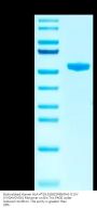 Biotinylated Human HLA-A*03:01&B2M&KRAS G12V (VVGAVGVGK) Monomer Protein (MHC-HM456B)