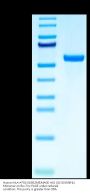 Human HLA-A*02:01&B2M&MAGE-A10 (GLYDGMEHL) Monomer Protein (MHC-HM459)