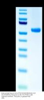 Biotinylated Human HLA-A*02:01&B2M&MAGE-A10 (GLYDGMEHL) Monomer Protein (MHC-HM459B)