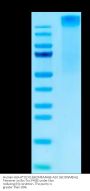 Human HLA-A*02:01&B2M&MAGE-A10 (GLYDGMEHL) Tetramer Protein (MHC-HM459T)